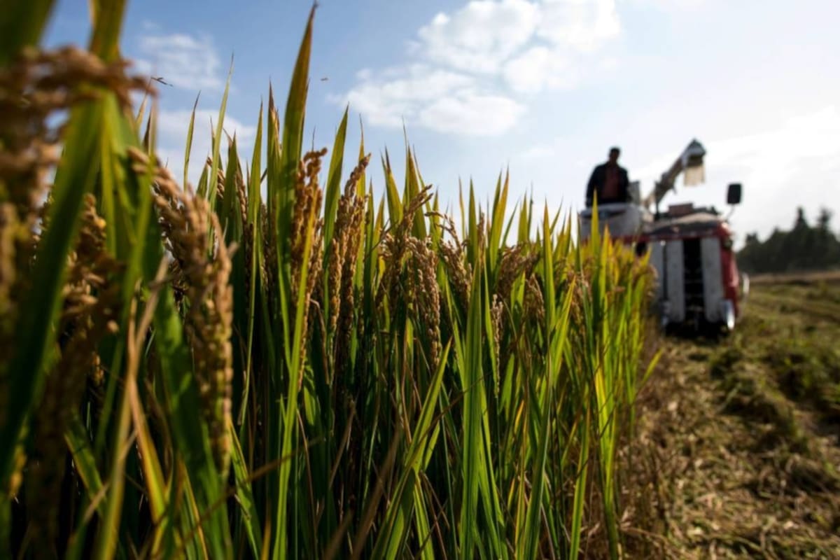 Por primera vez en la historia del cultivo de arroz, según el Minagricultura, se logra una producción que puede atender la demanda nacional sin recurrir a las importaciones. (Foto: Archivo/VANGUARDIA LIBERAL)
