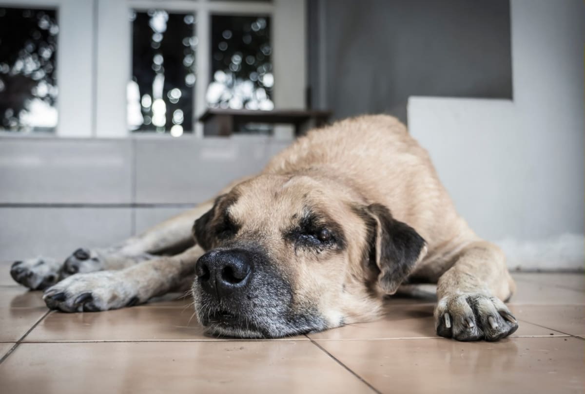 Muchos cuidadores creen que dejar quieto a un perro geronte es ayudarlo, pero podría empeorar su condición. Expertos revelan qué cuidados realmente protegen sus articulaciones. Foto: Canva