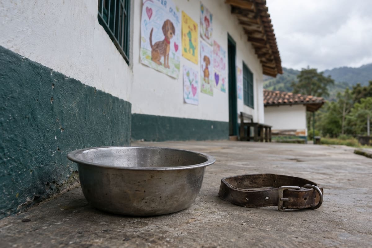 Los niños de la escuela de la vereda Cantalta hicieron carteles para despedir a Max, el perro que adoptaron como mascota.