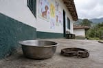 Perros envenenados en Girón: denuncian muerte de Max, mascota de una escuela rural
