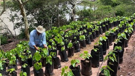 Así se podría fortalecer la supervivencia de la ceiba barrigona de los cañones de Santander