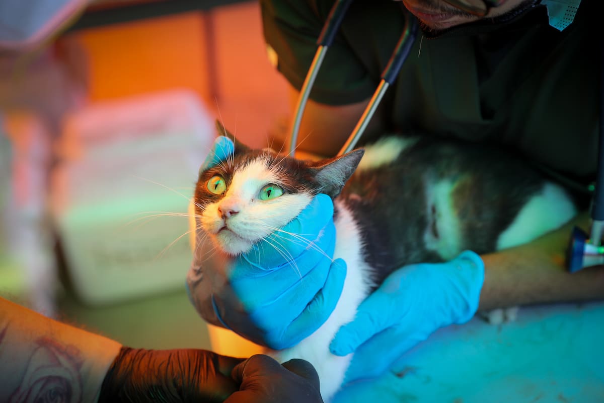FOTODELDÍA AME6818. LA GUAIRA (VENEZUELA), 02/07/2026.- Médicos veterinarios brindan asistencia a un gato en una carpa de atención veterinaria este jueves, en La Guaira (Venezuela). EFE/ Raúl Martínez