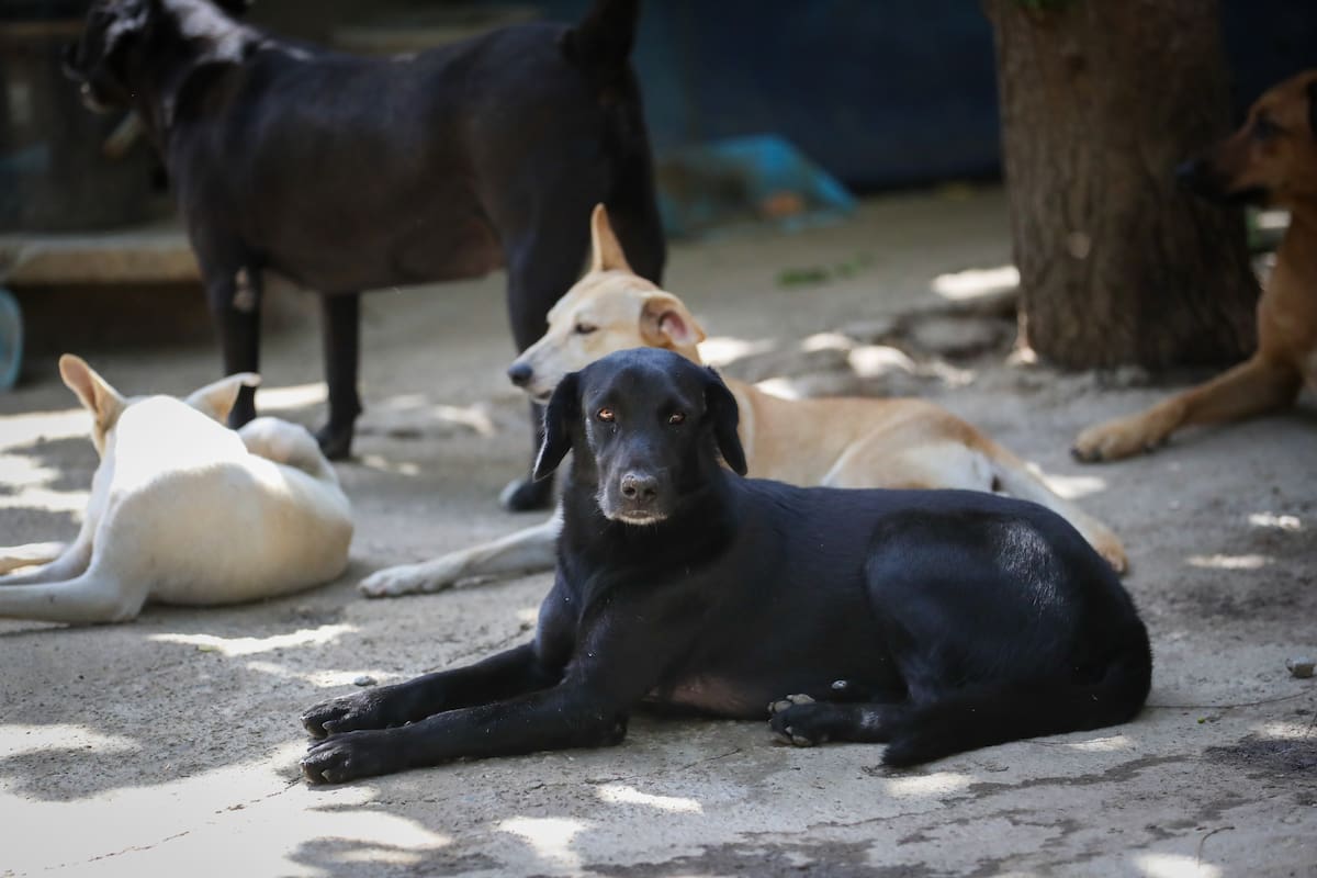 AME6823. LA GUAIRA (VENEZUELA), 02/07/2026.- Fotografía que muestra perros cerca a una carpa de asistencia veterinaria este jueves, en La Guaira (Venezuela). EFE/ Raúl Martínez