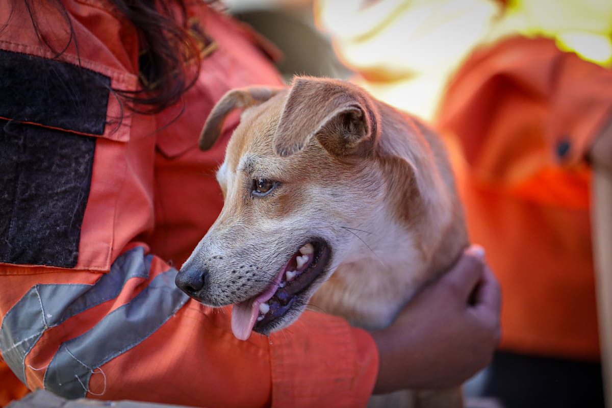 AME6822. LA GUAIRA (VENEZUELA), 02/07/2026.- Un integrante del Equipo Táctico Operativo de la Dirección General de Protección Civil de El Salvador sostiene un perro para que sea atendido en una carpa de asistencia veterinaria este jueves, en La Guaira (Venezuela). EFE/ Raúl Martínez