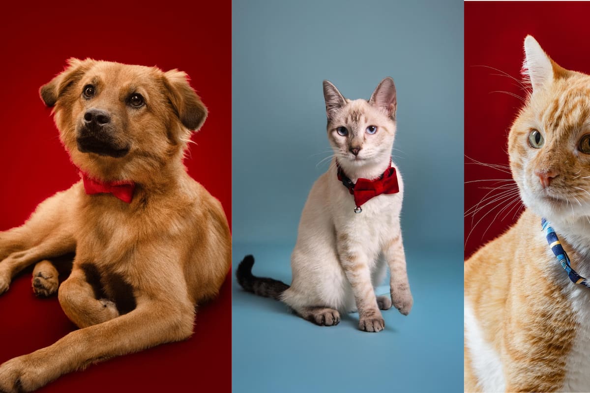 Asistentes del Pet Benefit 2025 participan en las actividades solidarias organizadas para apoyar a animales rescatados en Bucaramanga.