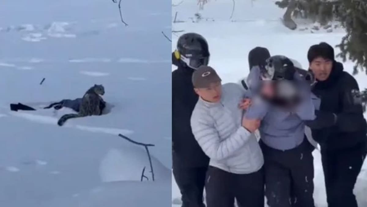 Una esquiadora extranjera resulta herida tras ser atacada por un leopardo de las nieves en el noroeste China mientras se tomaba una selfie.