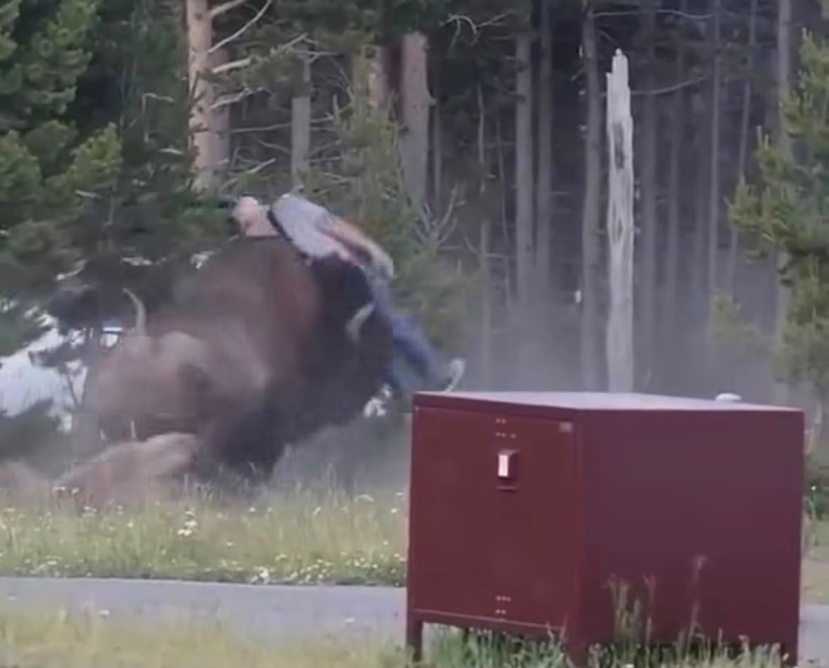 Video: un turista fue atacado por un bisonte en el Parque Nacional de Yellowstone en Estados Unidos.