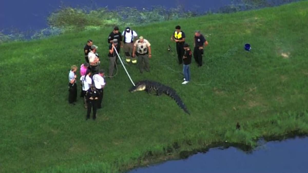 Muere un hombre de 71 años mientras pescaba en la Florida tras ser atacado por un caimán de casi cuatro metros.