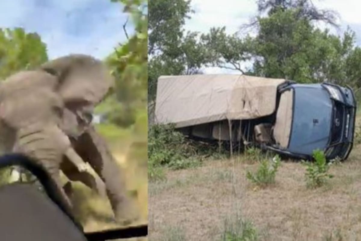 Una de las turistas grabó el momento del ataque del paquidermo, ocurrido en la Reserva de Kafue en Zambia. Captura de video / VANGUARDIA