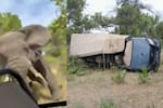 Impactante video: un elefante ataca a turistas en Zambia, causando la muerte de una mujer