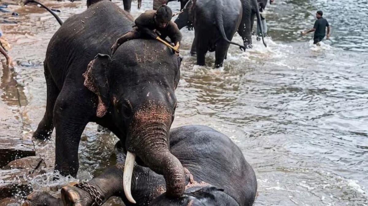 Una sesión de baño con elefantes en la India terminó en una tragedia indescriptible. Dos paquidermos se enfrentaron a golpes y uno de ellos cayó sobre una turista de 33 años ante la mirada de su familia.