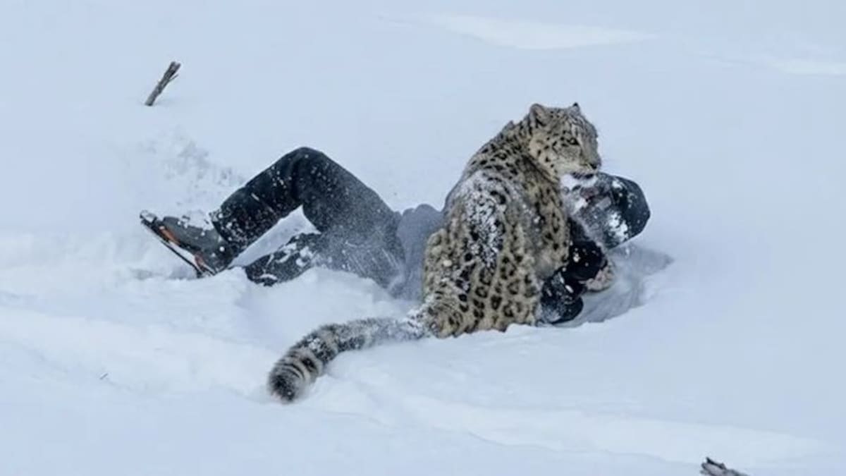Turista china resulta herida tras acercarse a un leopardo de las nieves para una selfie.