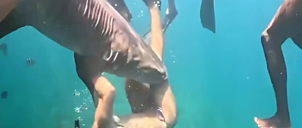 Un tiburón mordió a un turista durante el snorkel en Fernando de Noronha, Brasil.