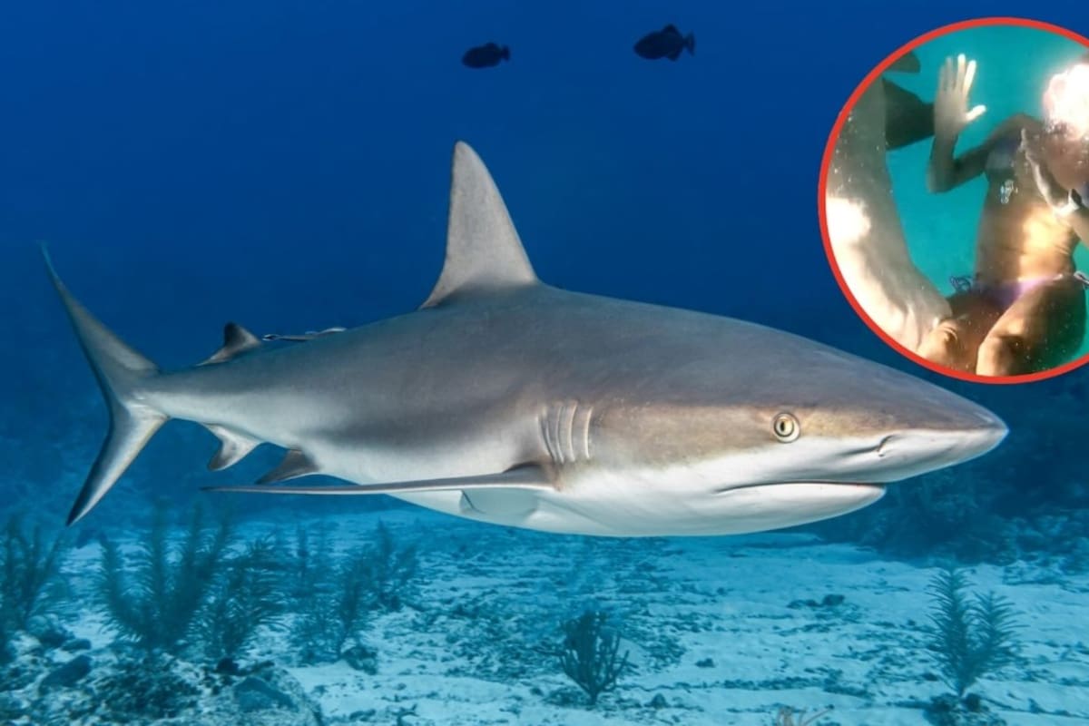 El impresionante ataque de un tiburón nodriza a una mujer que Discovery pondrá bajo la lupa.
