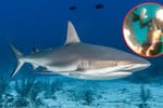 Tiburón nodriza muerde a una mujer: Discovery analizará el impactante video viral