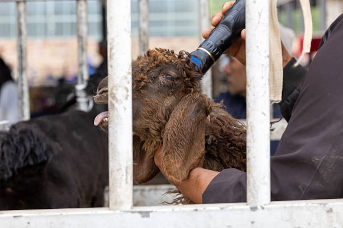 Una vez garantizada la seguridad, se recomienda identificar y separar a los animales de acuerdo con su condición: muertos, heridos, atrapados, desaparecidos, desplazados, hembras gestantes, crías y animales con necesidades especiales.