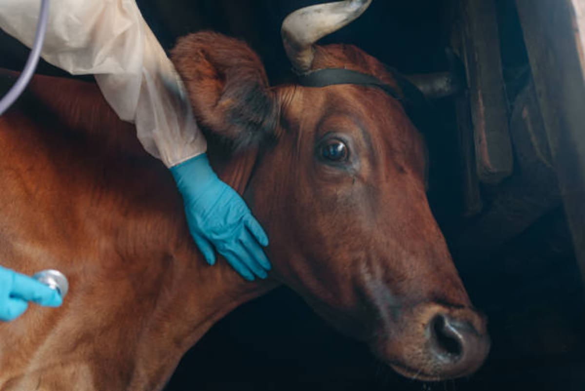 La atención veterinaria es fundamental para evaluar las lesiones de los animales y definir las medidas necesarias para su recuperación.