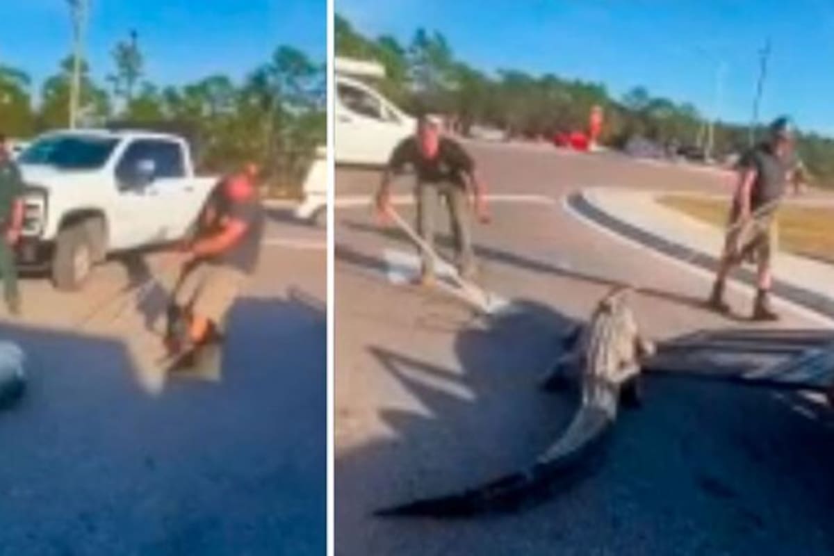 Capturan a un caimán de más de 200 kilos en Florida: segundo avistamiento gigante en una semana.