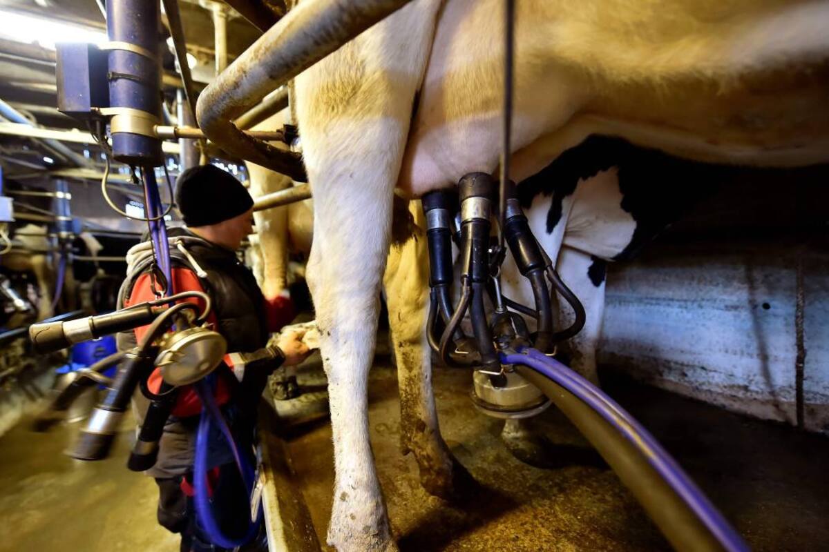 Los malos precios que se le pagan a los productores de leche ha sido una de las talanqueras del sector. (Foto: Archivo / VANGUARDIA LIBERAL)