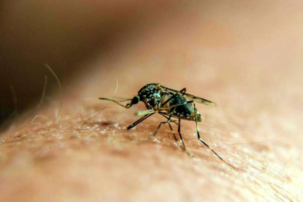 Brasil notificó 174.522 casos de malaria entre enero y noviembre de 2017 en la región Amazónica. (Foto: Archivo / VANGUARDIA LIBERAL)