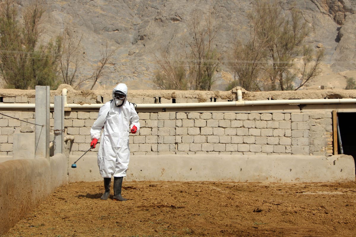 KANDAHAR (Afghanistan), 18/05/2026.- Health workers spray livestock as a campaign against the Congo disease begins in Kandahar, Afghanistan, 18 May 2026. The Kandahar Agriculture Department, with World Health Organization support (WHO), launches a livestock spraying and parasite prevention campaign to curb Crimean-Congo disease during Eid, targeting 100,000 animals and 4,500 farms following last years outbreak that caused multiple deaths in the province. Eid al-Adha, also known as the 'Feast of Sacrifice,' is one of two main festivals observed by Muslims worldwide, marking the end of the annual Hajj pilgrimage to Mecca. (Afganistán, La meca) EFE/EPA/QUDRATULLAH RAZWAN