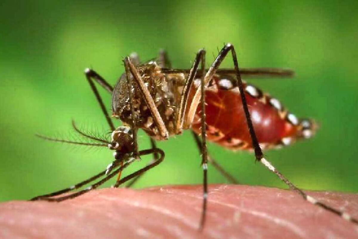 Son diversos los sitios en los que puede darse la expansión del mosquito. Por esto es importante no dejar acumular aguas negras, o pozos en los diferentes puntos y barrios de la capital Guanentina. (Foto: Archivo/VANGUARDIA LIBERAL)