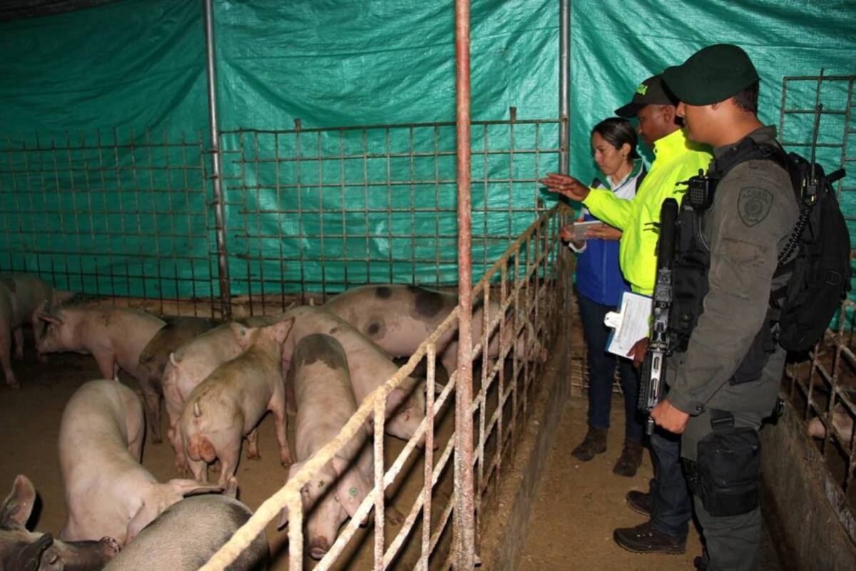 Uniformados de la Policía se trasladaron hasta una finca ubicada en el sector conocido como ‘El Túnel’, donde se recaudaron las evidencias necesarias para establecer que la causa de dicha contaminación eran los residuos que salían de los criaderos de cerdos. (Foto: Suministrada/VANGUARDIA LIBERAL)
