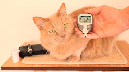 Sed excesiva y cambios de peso: síntomas de diabetes en perros y gatos
