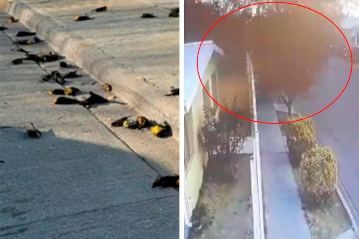 Las cámaras de seguridad captaron el momento en el que la bandada de pájaros cae precipitadamente. Internet / VANGUARDIA