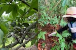 Tortugas y aves: más de 120 animales regresan a su hábitat natural en Santander
