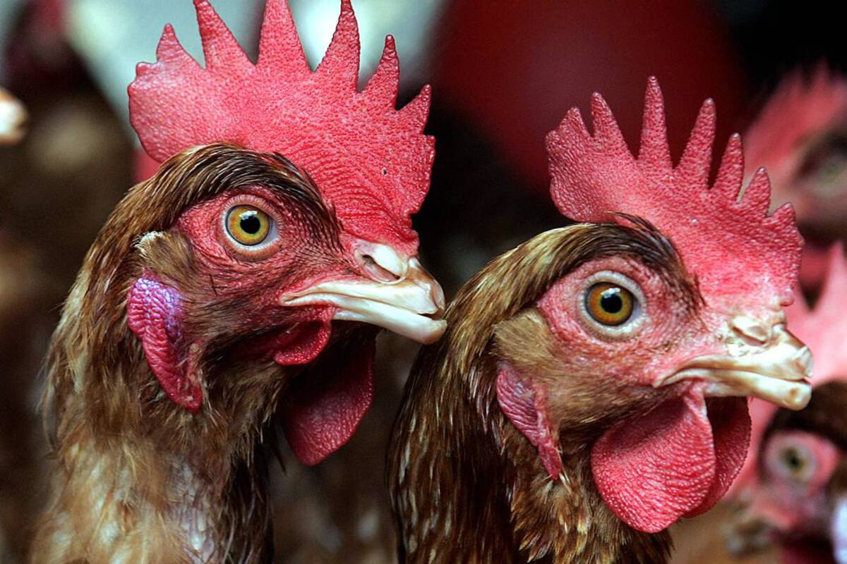 Los pequeños productores de aves traspatio (gallinas criollas), podrán solicitar a la Oficina de Desarrollo Rural las vacunas contra el virus Newcastle, mediante un convenio que se adelanta con Fonavi como mecanismo de prevención contra esta enfermedad que genera pérdidas económicas (Foto: Archivo/ VANGUARDIA LIBERAL)