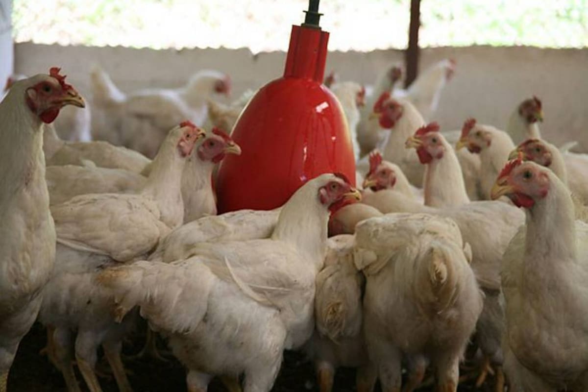 La avicultura es uno de los sectores más importantes de la economía en Santander (Archivo / VANGUARDIA)