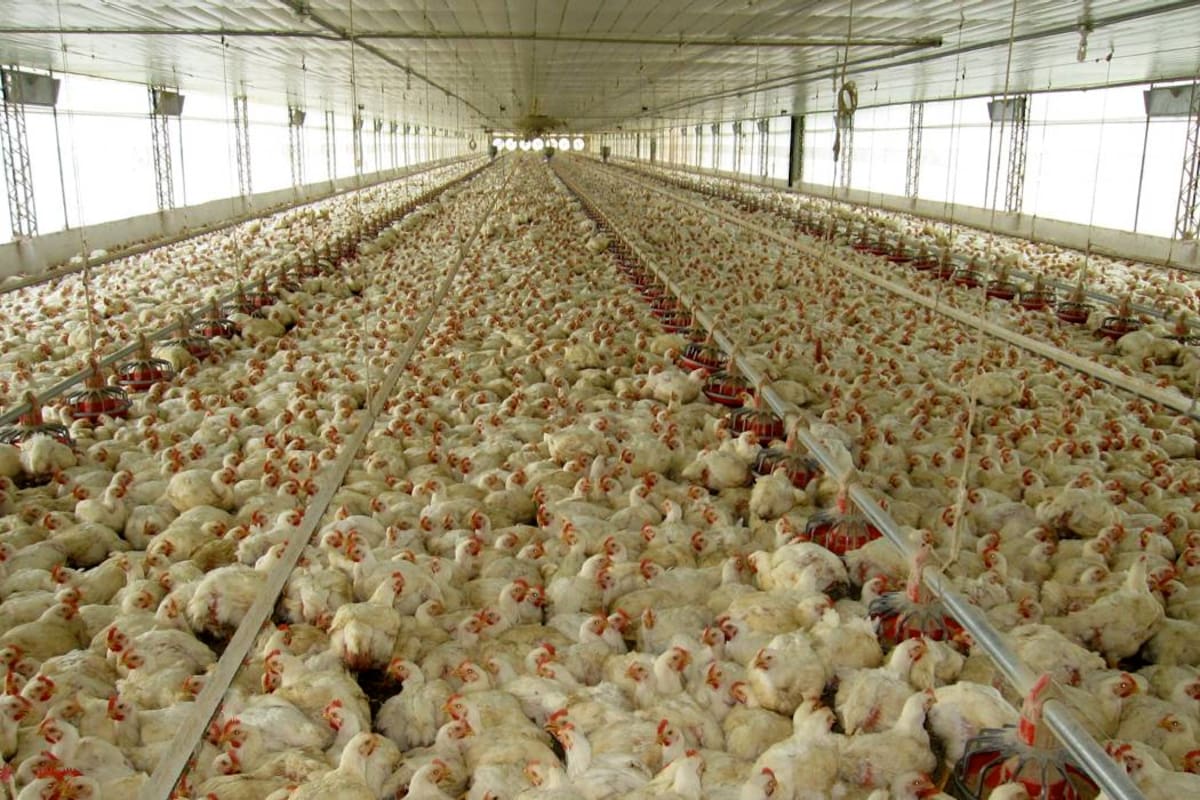 La avicultura es uno de los sectores más importantes de la economía en Santander (Archivo / VANGUARDIA)