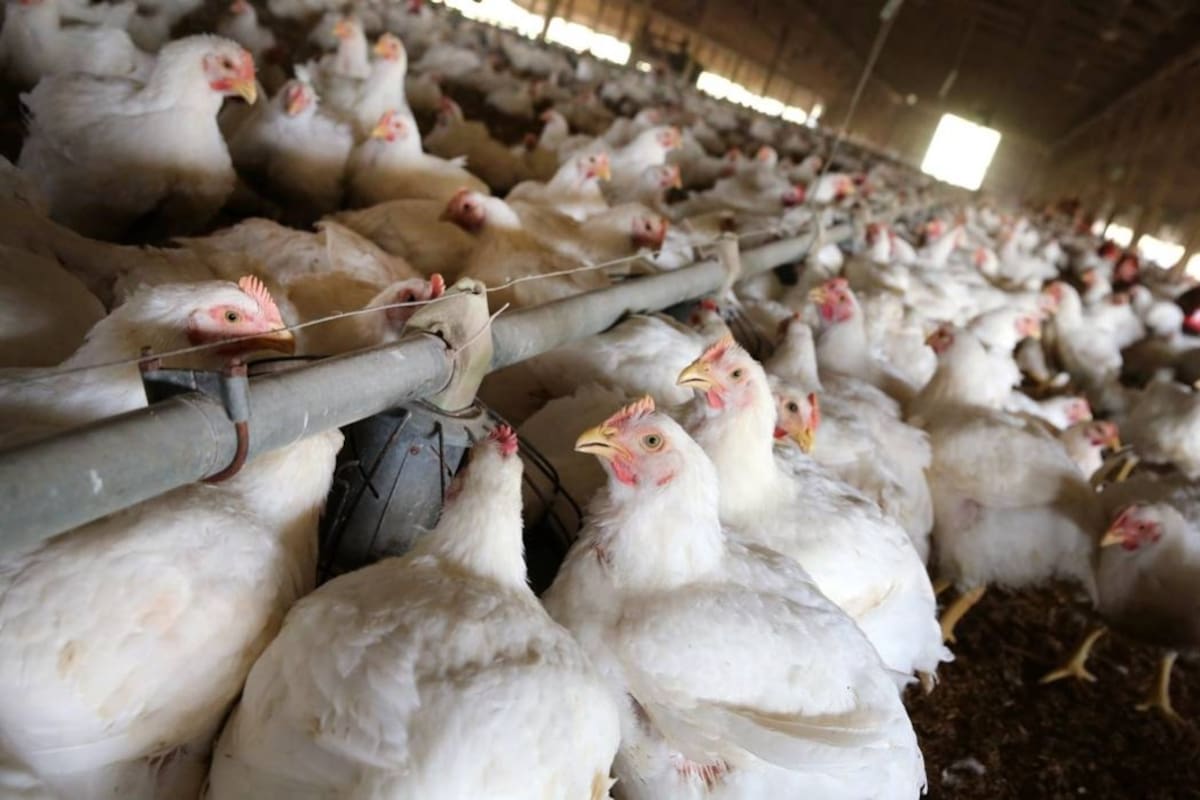 Santander es el mayor productor avícola nacional, ya que de sus granjas sale el 25% de la producción nacional de carne de pollo y huevo. (Foto: Archivo/VANGUARDIA LIBERAL)