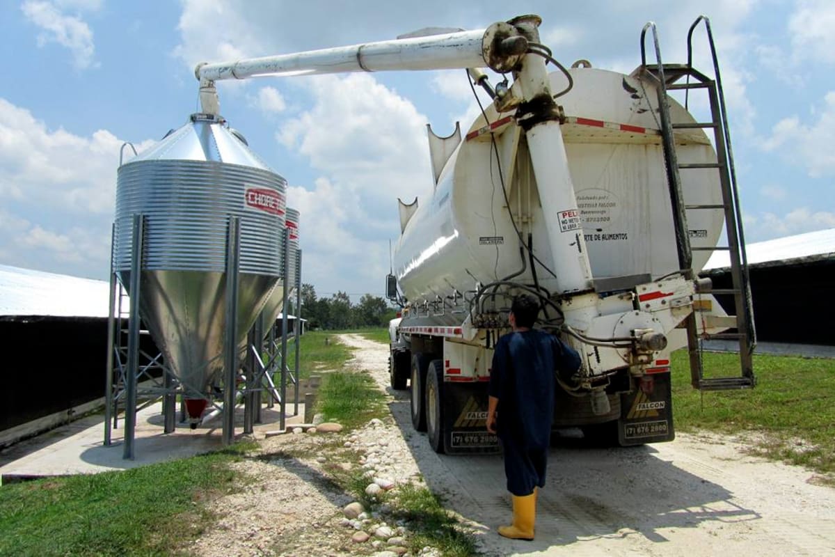 Unos de los nuevos horizontes de la industria avícola del país apuntan a la Costa Atlántica donde se adelantan grandes inversiones en granjas para producción de carne y huevo. (Foto: Archivo / VANGUARDIA LIBERAL)