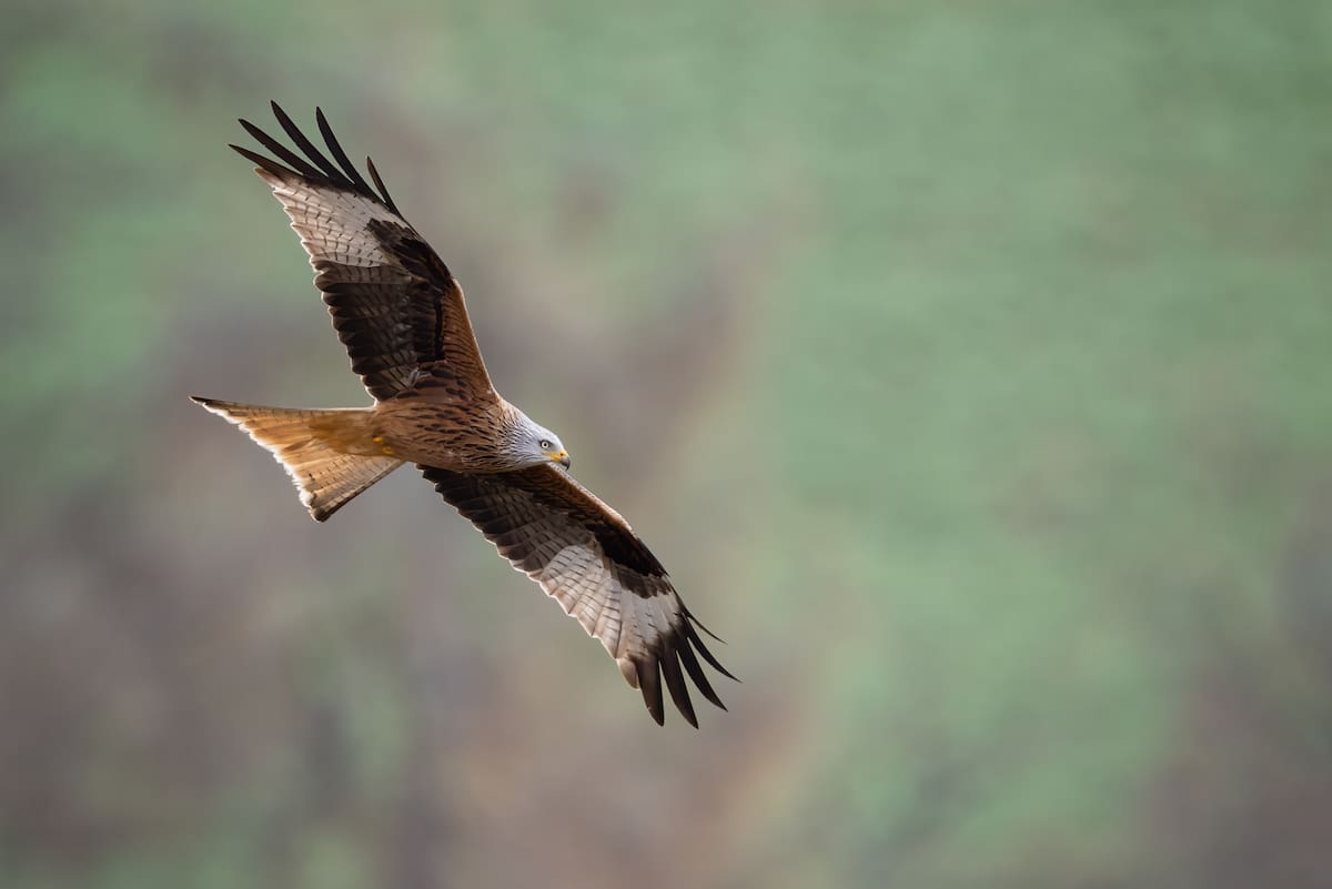 El October Big Day es un evento mundial de observación de aves que se celebra el sábado 12. Este año, San Gil, Encino y Charalá tendrán un despliegue de actividades. Foto: Archivo / VANGUARDIA