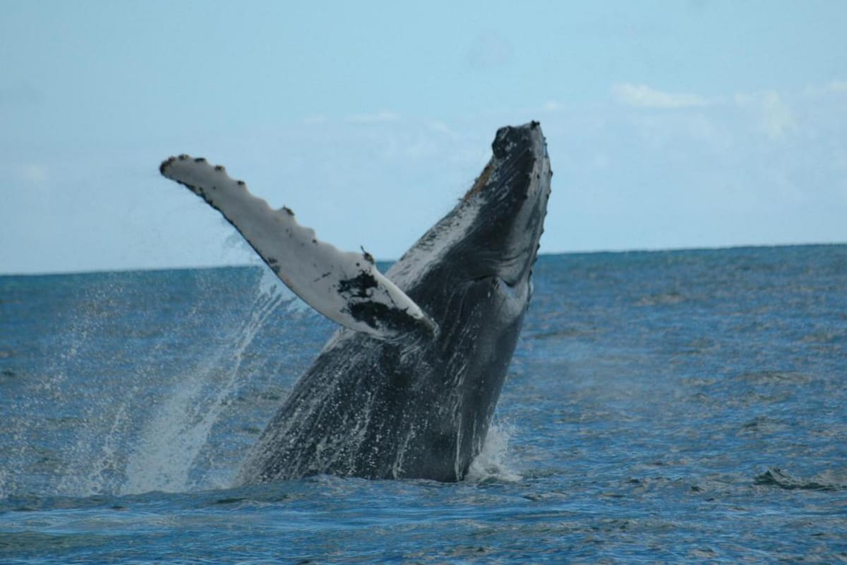 Avistamiento de ballenas jorobadas en el Pacífico colombiano. // Foto: Colprensa - Archivo.