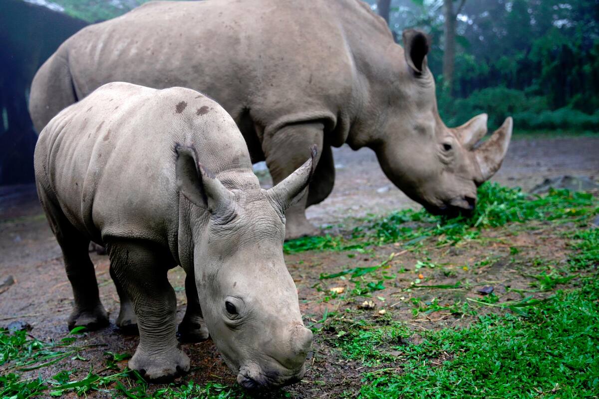 Una rinoceronte blanca hembra de tres meses de edad cuyo nombre es Azsyifa (izquierda) come junto a su madre Chuma (derecha) en el Safari Park de Bogor, Indonesia. (Foto: EFE / VANGUARDIA)