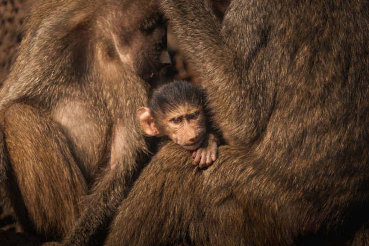 El nacimiento fortalece el programa de conservación del Zoológico de Cali, que ya suma 31 babuinos nacidos en la última década. Foto de apoyo // Istock.