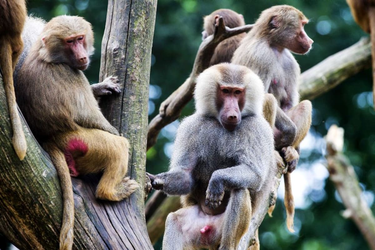 El pequeño babuino es el primero de su especie en nacer este año en el Zoológico de Cali, donde un programa de reproducción ya ha permitido el nacimiento de 31 ejemplares durante la última década. Foto de referencia EFE/Vincent Jannink