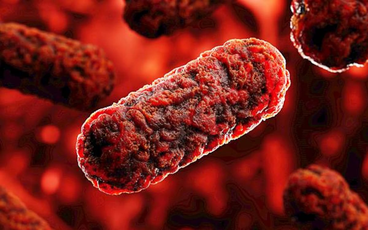 Las autoridades sanitarias de Estados Unidos alertan sobre el aumento de infecciones por Vibrio vulnificus en estados de la costa del Golfo.