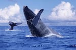 Las imponentes ballenas que llegan al Chocó: Así es el avistamiento desde Bahía Solano