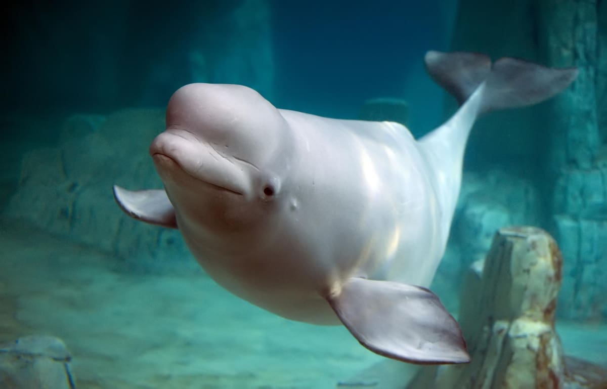 La ballena beluga pertenece a la familia de los monodóntidos.