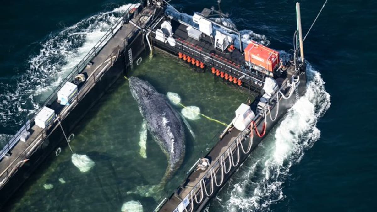 La ballena 'Timmy' logra alejarse de la costa en una barcaza hacia el Báltico entre lágrimas y vítores de alegría.
