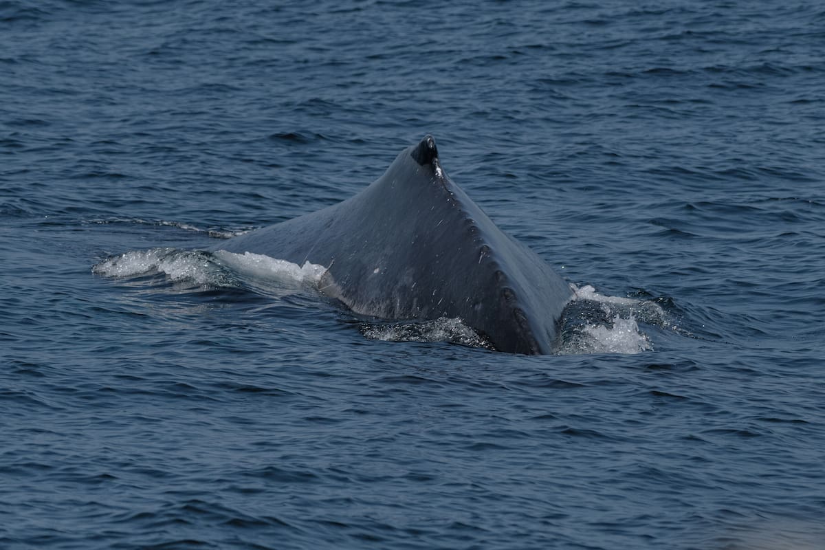 La ballena jorobada se mueve a más de 25 kilómetros por hora frente a la mirada atónita de los observadores. (Suministrada por César Mauricio Olaya / VANGUARDIA)