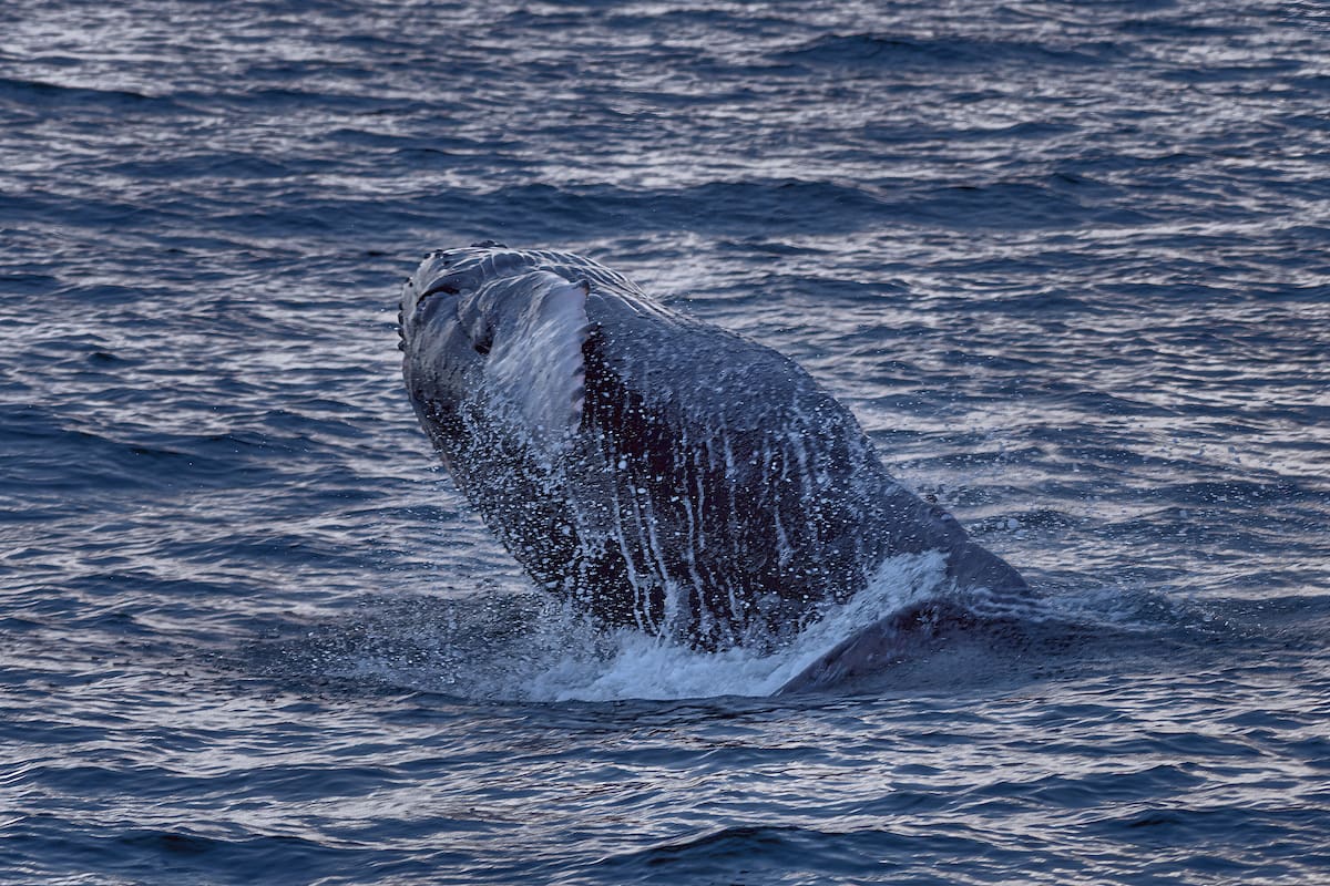El salto de una ballena jorobada, un mágico y coordinado movimiento que eleva esta inmensa mole por encima de los cinco metros (Suministrada por César Mauricio Olaya / VANGUARDIA)