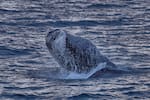 La danza de las ballenas jorobadas en el Pacífico colombiano