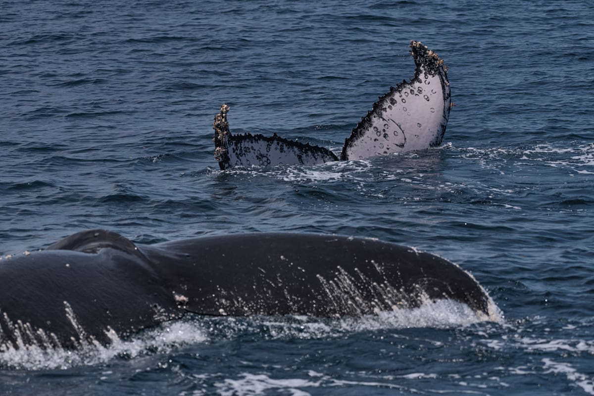 Una ballena jorobada y su ballenato juguetean, en un proceso que mezcla enseñanza y cuidados previos al próximo viaje por emprender hacia las frías aguas del sur (Suministrada por César Mauricio Olaya / VANGUARDIA)