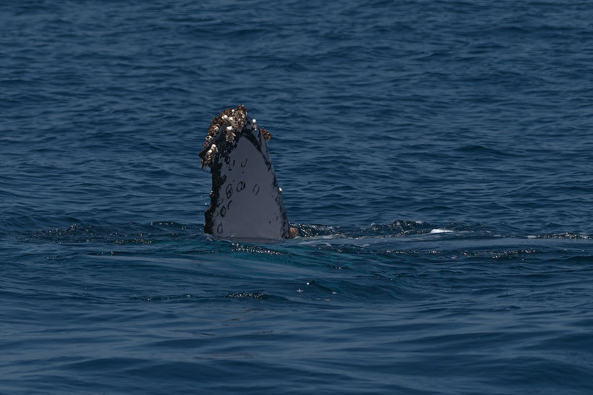 Sobre la aleta de las ballenas jorobadas se pueden apreciar los llamados
percebes, un molusco de la familia de los cangrejos
(Suministrada por César Mauricio Olaya / VANGUARDIA)