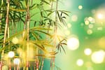 Bambú de la suerte: la planta de la abundancia financiera en su negocio, según el Feng Shui